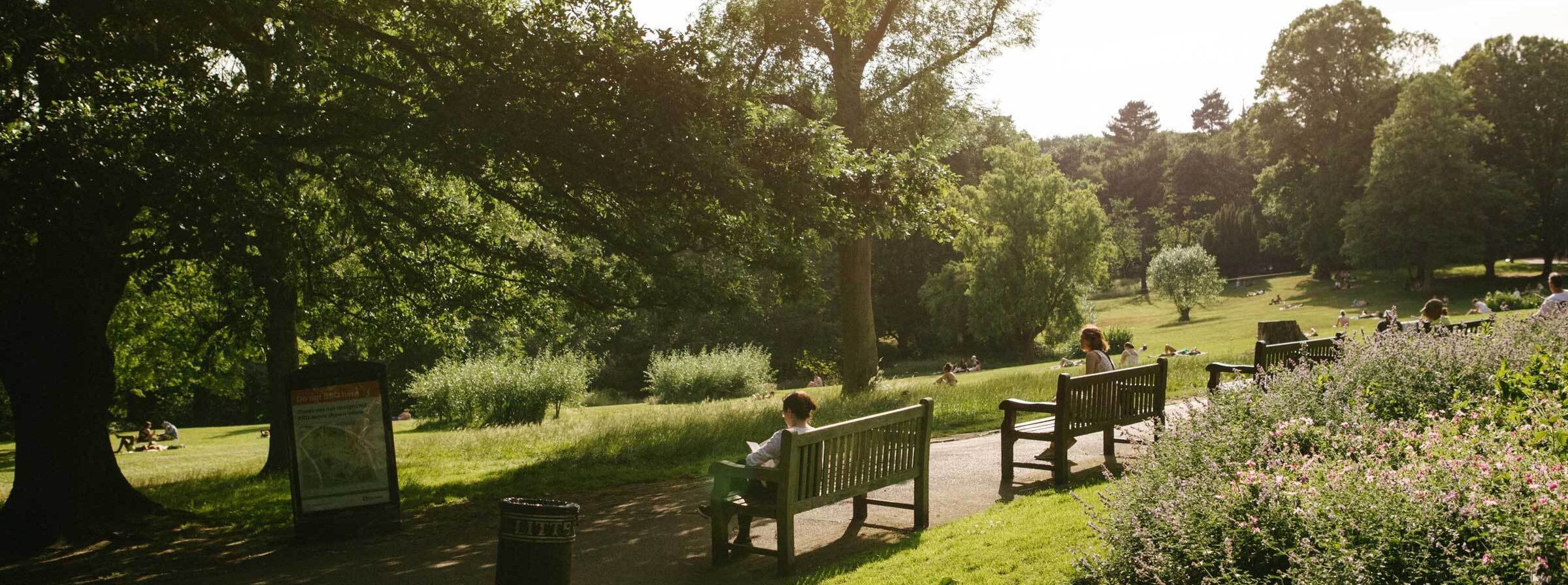 Benches in a park with lots of greenery